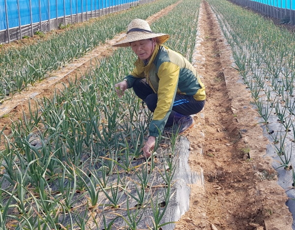 안면읍 중장리의 한 유기농산물 재배농가 모습.