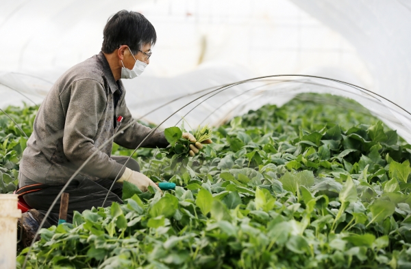 15일 남면 원청리에서 농민들이 참취나물을 수확하는 모습.