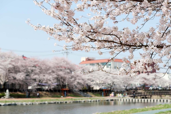 지난 2019년 해미천에 핀 벚꽃, 해미벚꽃축제(벚꽃길) 장면