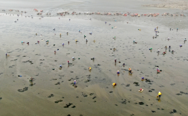 파도리 바지락 채취 모습