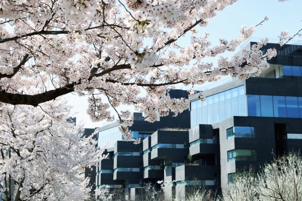 대전대 캠퍼스 벚꽃 만개 모습