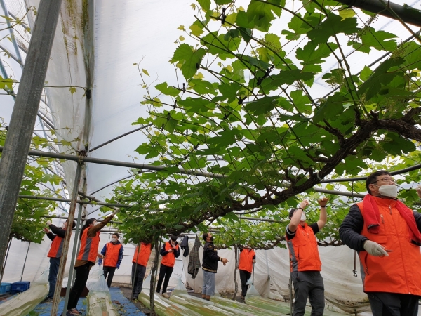 임직원 농번기 일손돕기 모습