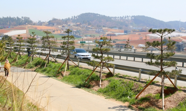 국도32호선 ‘소나무 명품 가로숲’ 모습