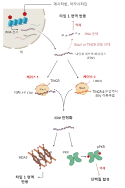 DNA 탈메틸화제를 이용한 화학 항암요법 메커니즘 모식도