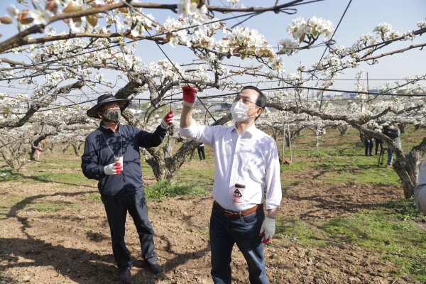 박상돈 천안시장이 지난 8일 성환읍 배 농가를 찾아 인공수분 일손돕기를 하고 있다.