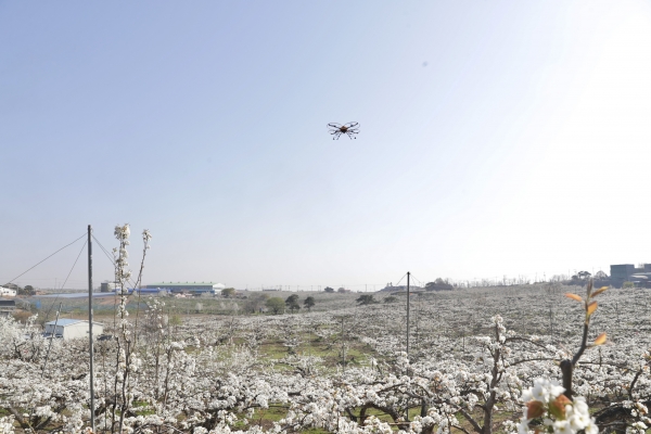 천안시 관계자들이 인력 대신 드론을 활용한 배꽃 수분 작업을 하는 모습