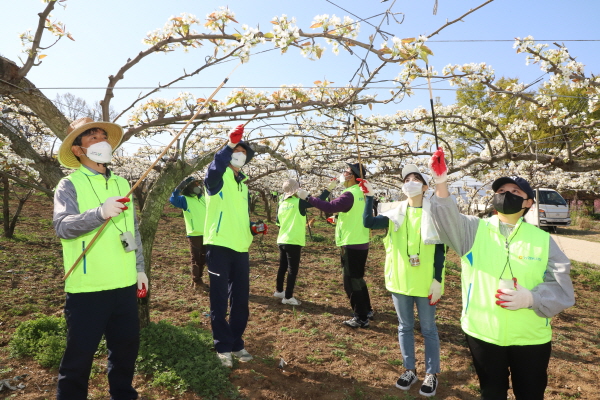 아산시 음봉면 신휴리 소재 배 농가에서 충남세종농협 임직원들이  ‘농촌일손돕기 릴레이 60 캠페인’ 첫 번째 배꽃 화접 봉사활동을 펼치고 있다.