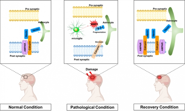 헤빈-칼시온 결합에 염증 활성효소의 작용 매커니즘