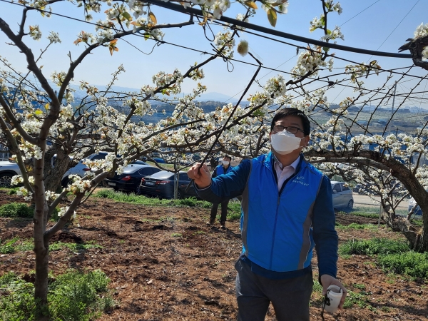 천안지사, 배꽃 인공수분 일손돕기 모습