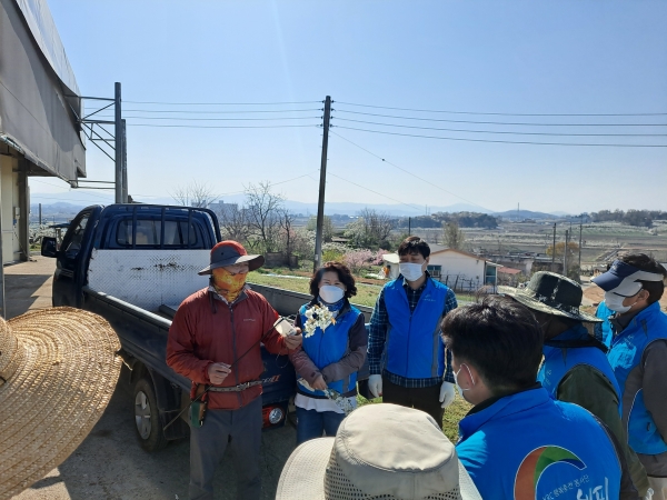 천안지사, 배꽃 인공수분 일손돕기 활동 모습