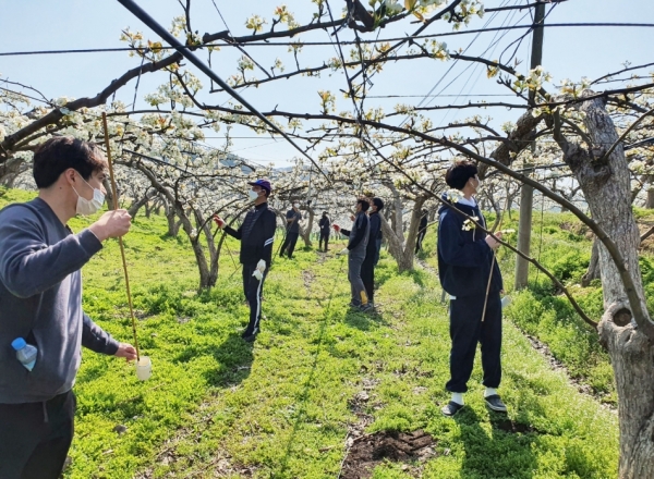 공주시 사곡면의 배 재배농가를 찾아 배꽃 화접(인공수분) 일손돕기 모습