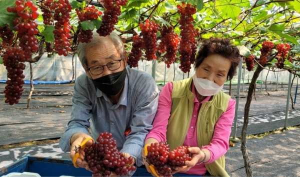 대전광역시 동구 대별동(송일구 농가) 델라웨어 포도 첫 출하 모습