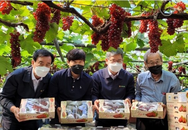 대전 산내농협, 델라웨어 포도 첫 출하 모습