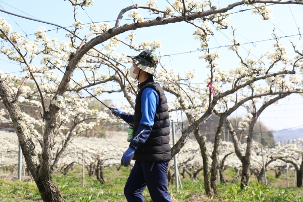 충남아산FC, 배꽃 화접 봉사활동 실시 모습