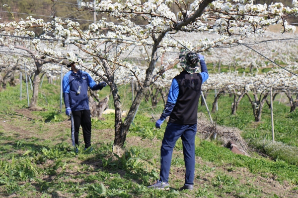 충남아산FC, 배꽃 화접 봉사활동 실시 모습