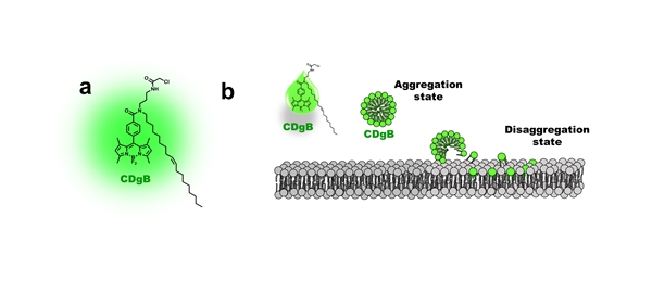 CDgB의 구조와 형광 발현 메커니즘
