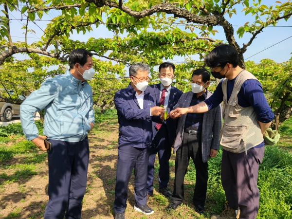 박성규 천안배농협 조합장(오른쪽), 길정섭 충남세종농협 본부장(오른쪽 두 번째), 강덕수 농협천안시지부장(오른쪽 세 번째)이 천안시 성환읍 저온피해농가를 찾아 현장지원 활동