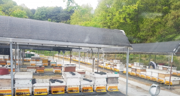 청양지역 고품질 기능성 화분 채취 한창