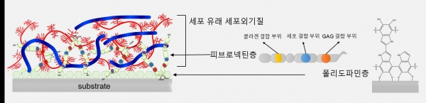 세포외기질이 강하게 결합된 소재 구조 모식도