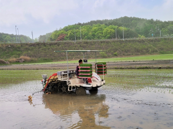 병천면 용두리서 ‘올해 첫 모내기' 모습