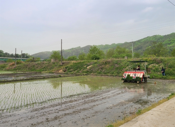 병천면 용두리서 ‘올해 첫 모내기' 모습