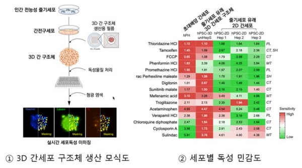 줄기세포 유래 3D 간세포 구조체 생산 및 유용성 검증