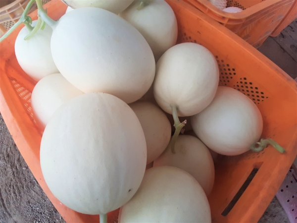 하늘그린 멜론 첫 수확 모습