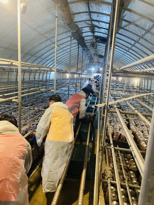 탄동농협 관내 버섯 재배 농가를 찾아 농촌 봉사활동 실시