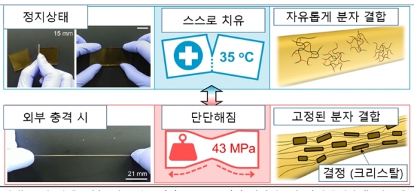 (위) 정지 시에는 불규칙한 수소결합으로 부드러워 자가치유가 잘되며, (아래) 외부에서 충격이 발생하였을때는 규칙적인 수소결합으로 단단해진다.