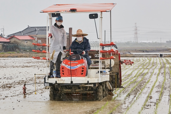 오세현 시장 해맑은벼 첫 이양 행사 참여 모습