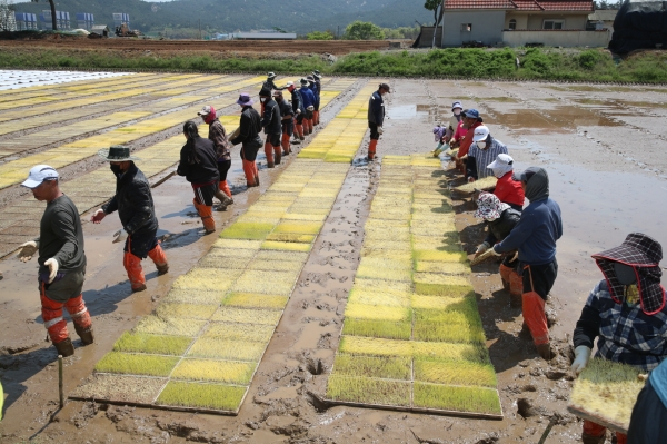 태안읍 삭선리 공동못자리 작업 모습.