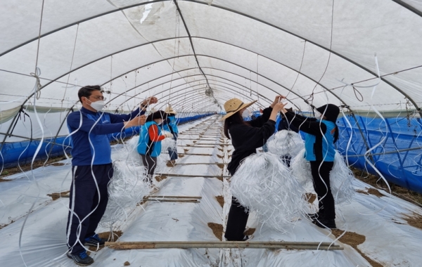 멜론농장에서 농촌일손돕기 모습
