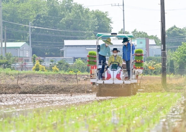 2021년도 모내기 사진