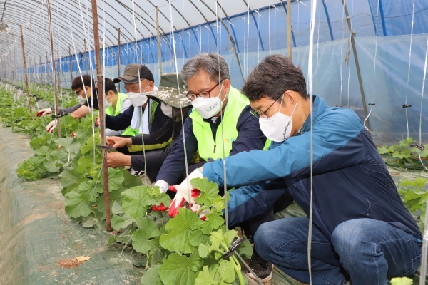김용찬 충남도립대학교 총장(앞쪽)이 길정섭 농협충남세종지역본부장(두번째)이 농촌지역 일손부족 극복 업무협약을 체결하고 합동 일손돕기를 실시하고 있다.