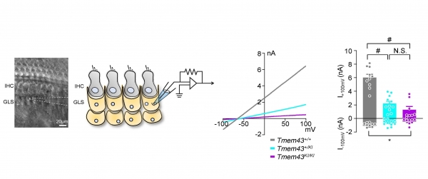 TMEM43 p.Arg372Ter 의 병리학적 메커니즘