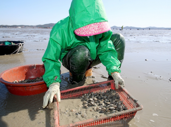 소원면 법산어촌계 바지락 채취 모습.