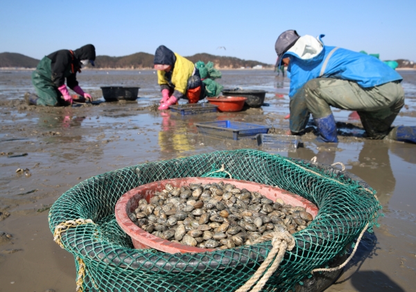 소원면 법산어촌계 바지락 채취 모습.