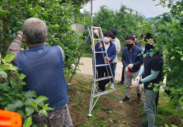 27일 국립산림치유원 직원들이 경북 영주시 봉현면 소재 사과 농가에서 진행된 농촌 일손 돕기에 참여하고 있다