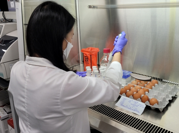세종보건환경연구원 동물위생시험소 계란 안전성 검사 모습.