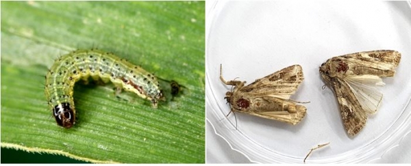 열대거세미나방 (애벌레 와 성충)