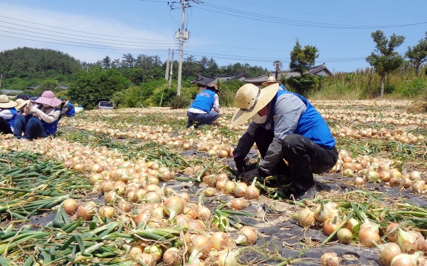 양파농가 일손 돕기 봉사 단체사진 * 한국농수산식품유통공사 박석배 상임감사(우측 5번째)