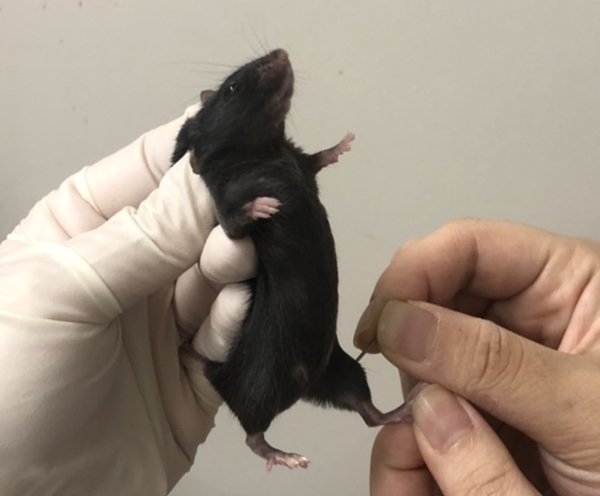 동물실험 침 치료 모습