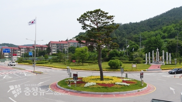 회전교차로 인근에 황금사철나무가 식재된 모습