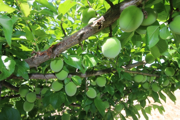 당진 순성 왕매실 모습