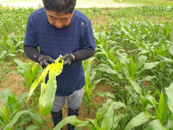 열대거세미나방 유충발생에 따른 확산방지 총력