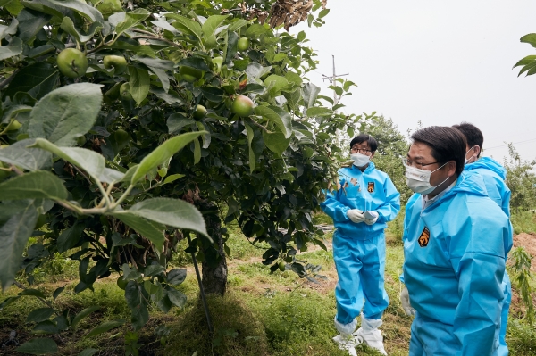 오세현 시장 과수화상병 피해 농가 방문 모습