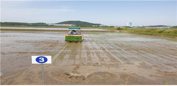 벼 품종 비교 시험포 품종별 모내기 사진