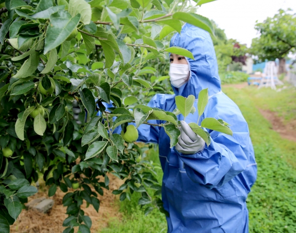 태안읍 인평리 사과재배농가과수화상병 예찰 모습.