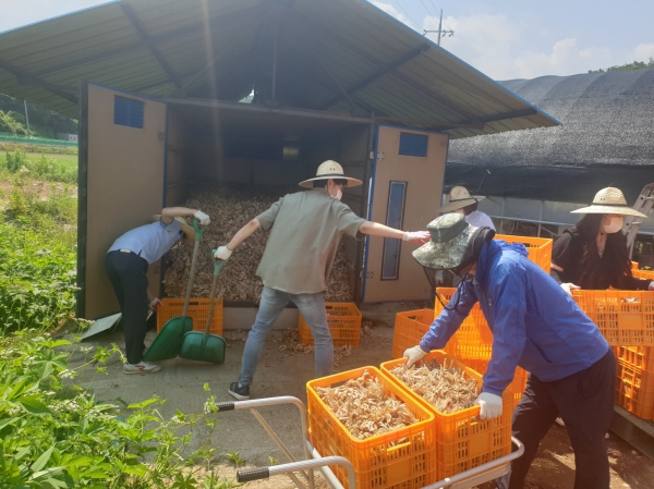 건조된 쪽파씨 소분작업 및 이송 작업 사진