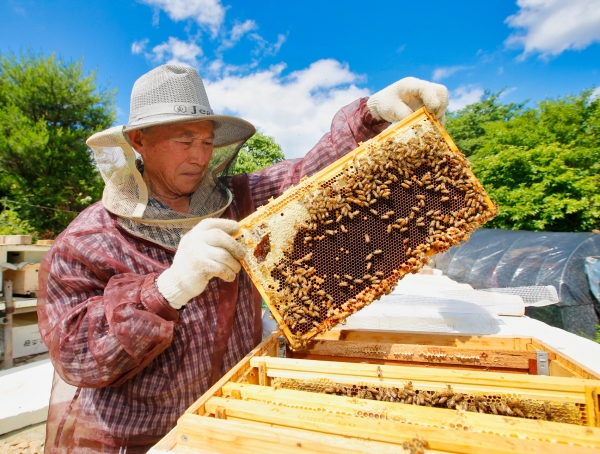 안면읍의 한 양봉농가에서 벌꿀을 수확하고 있는 모습.